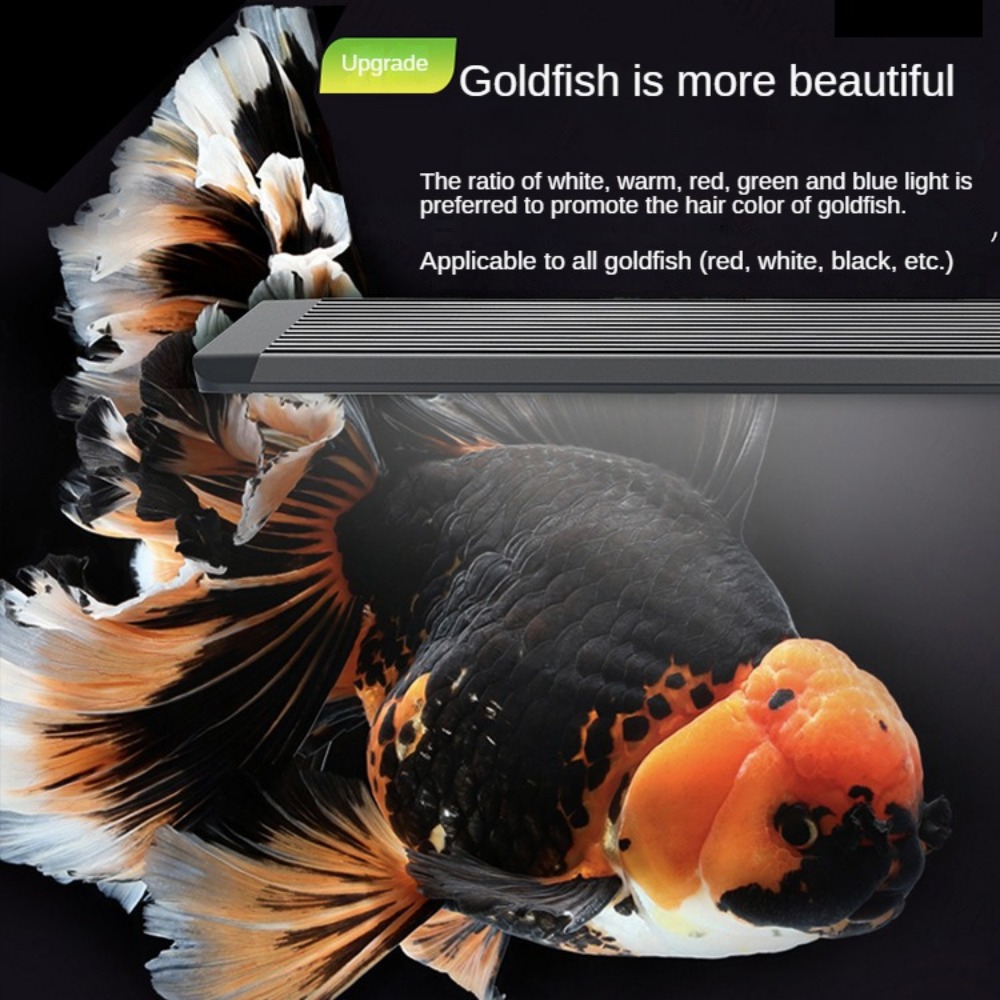 Aquarium Light With Optical Le - Marine Aquarium In Clearwater 리뷰 및 가격