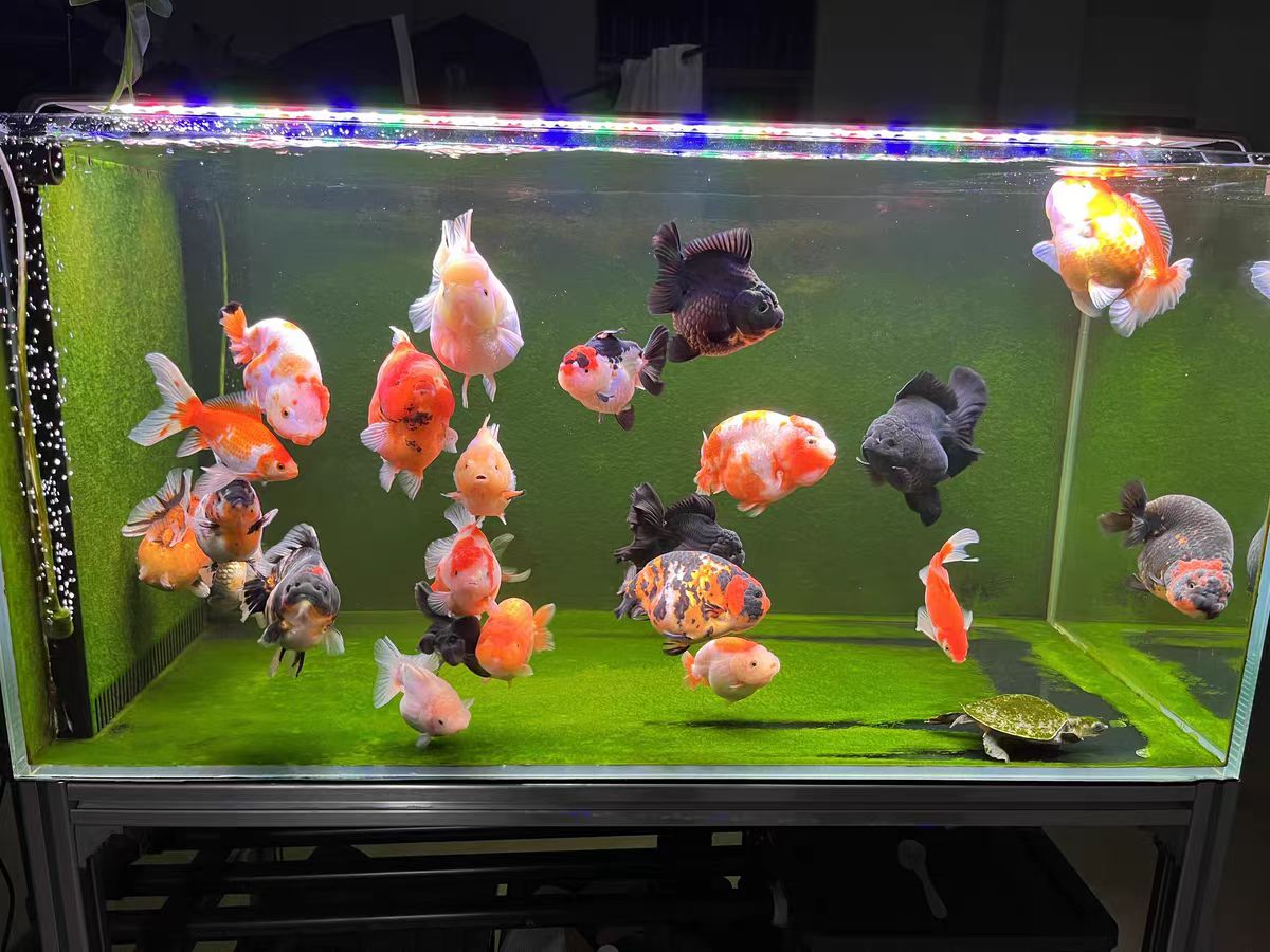 Aquarium Light With Optical Le - Marine Aquarium In Clearwater 리뷰 및 가격